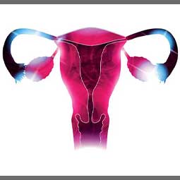 What is a color photo of the uterus?/عکس رنگی رحم چیست؟